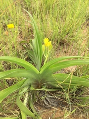 Hypoxis hemerocallidea