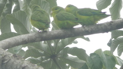 Forpus xanthopterygius