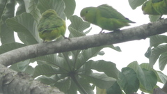 Forpus xanthopterygius