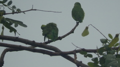 Forpus xanthopterygius