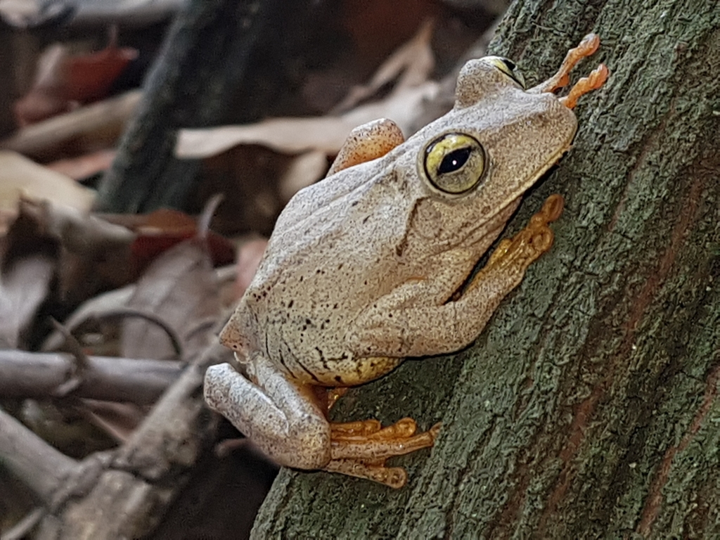 Emerald-Eyed Treefrog