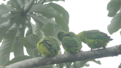 Forpus xanthopterygius