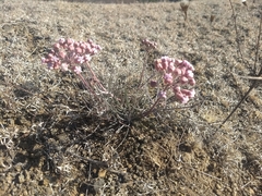 Asclepias senecionifolia