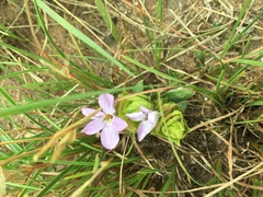 Barleria macrostegia