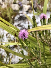 Stilbe ericoides