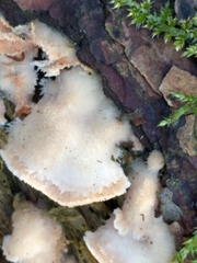 Merulius tremellosus image