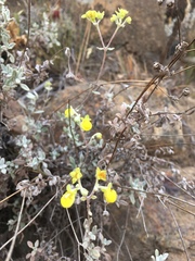 Calceolaria polifolia