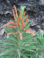 Lobelia excelsa