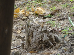 Microlophus occipitalis