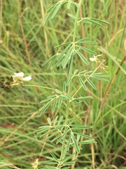 Indigofera zeyheri