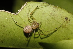 Scytodes itzana