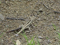 Microlophus occipitalis