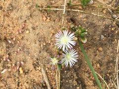 Delosperma herbeum