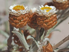 Helichrysum cochleariforme
