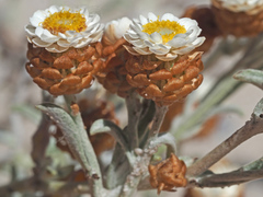 Helichrysum cochleariforme