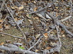 Medopheos edracanthus