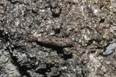 Meinertellidae