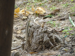 Microlophus occipitalis