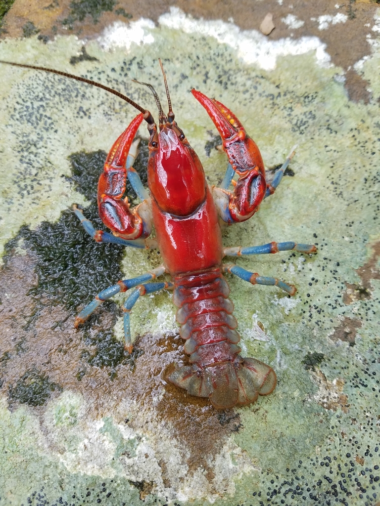 Upland Burrowing Crayfish
