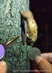 Lasiurus blossevillii