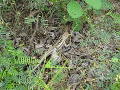 Microlophus occipitalis