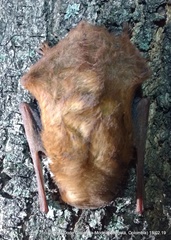 Lasiurus blossevillii