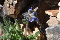 Polemonium chartaceum, photograph (c) Trevor Van Loon, some rights reserved (CC BY)