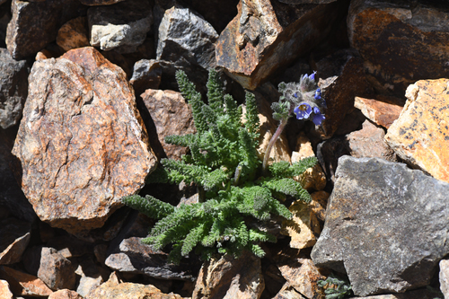 Polemonium chartaceum, photograph 5