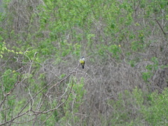 Tyrannus niveigularis