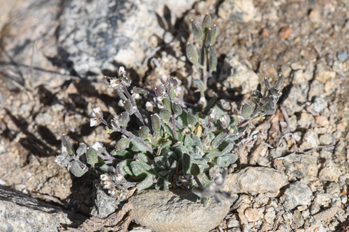 california draba (Draba californica)