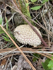 Boletellus ananas image