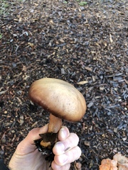 Gymnopilus thiersii image
