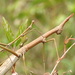 Proscopia gigantea - Photo (c) tyski, μερικά δικαιώματα διατηρούνται (CC BY-NC)