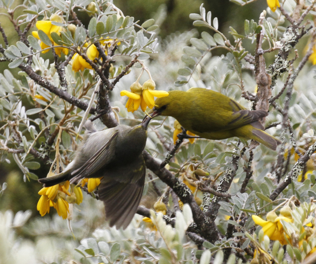 ʻAmakihis