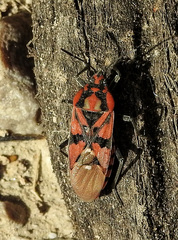 Spilostethus pandurus