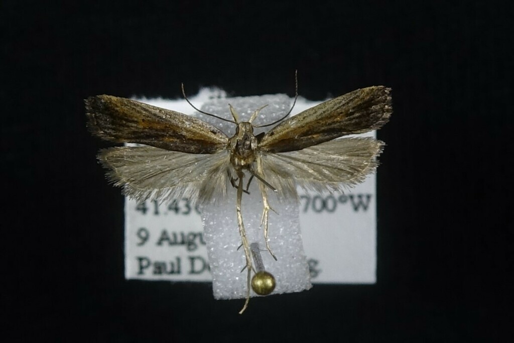 Dichomeris scrutaria