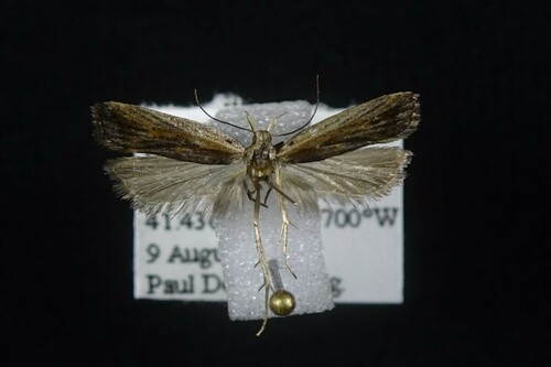 Dichomeris scrutaria