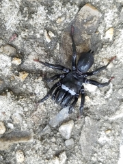 Sphodros niger