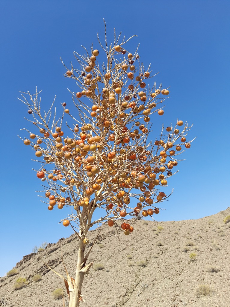 mezri palm