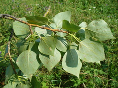 Populus × sibirica