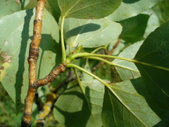 Populus × sibirica