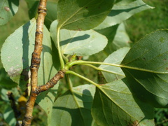 Populus × sibirica