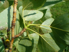 Populus × sibirica