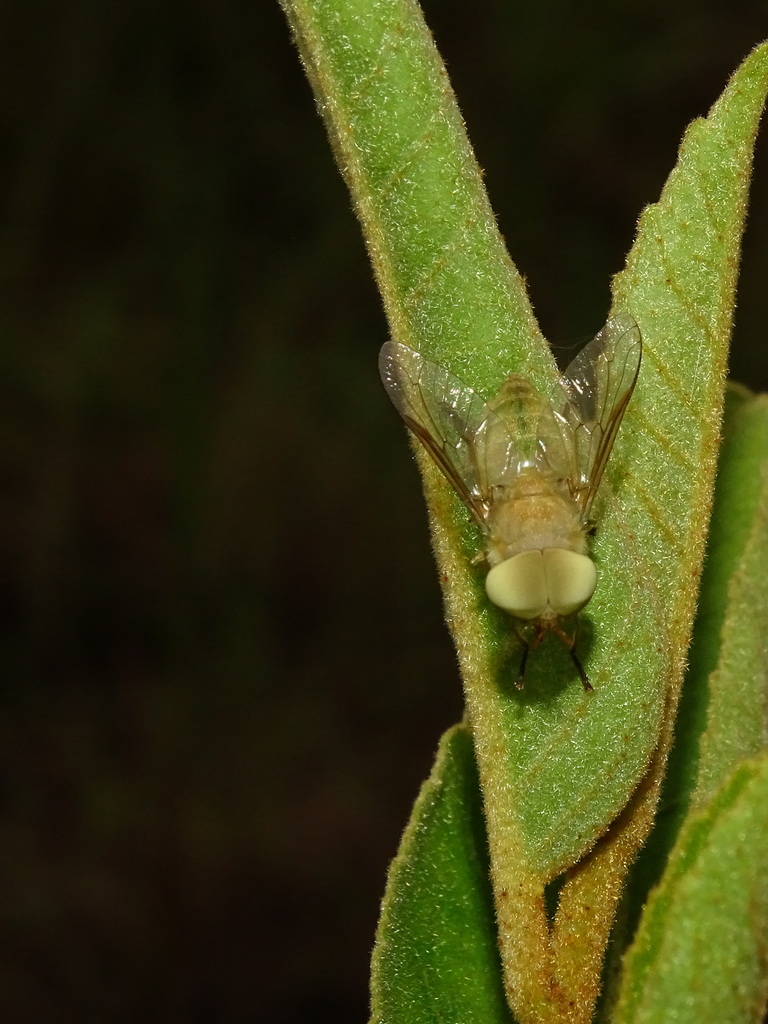 Cryptotylus xikrin