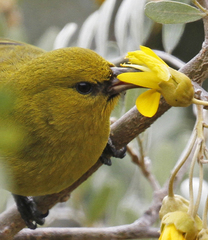 Chlorodrepanis virens wilsoni
