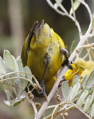 Chlorodrepanis virens wilsoni