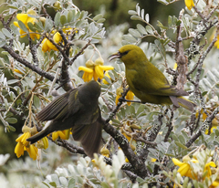 Chlorodrepanis virens wilsoni