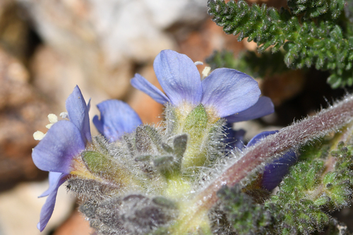 Polemonium chartaceum, photograph 3
