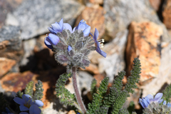 Polemonium chartaceum, photograph (c) Trevor Van Loon, some rights reserved (CC BY)