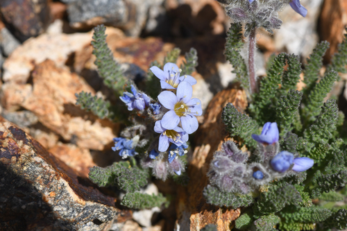 Polemonium chartaceum, photograph 1
